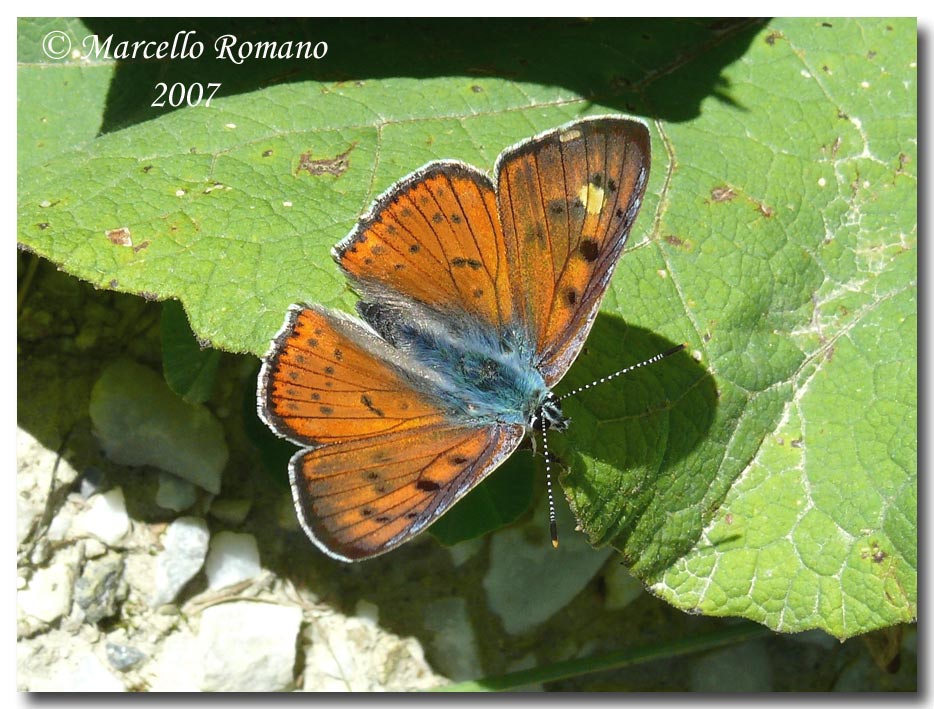 A spasso sulle Alpi Marittime: 21. Lycaena alciphron